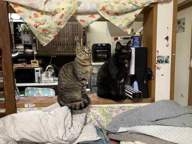 迷子猫の写真3