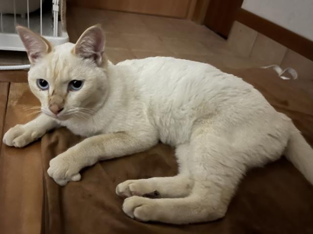 保護猫No.0210の写真