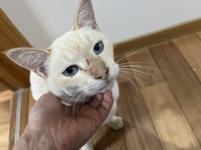 保護猫の写真2