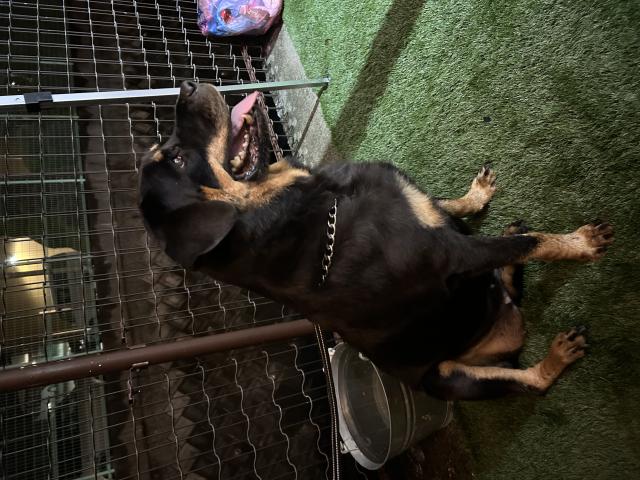 迷子犬No.2056の写真