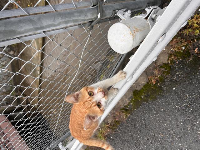 迷子猫の写真1