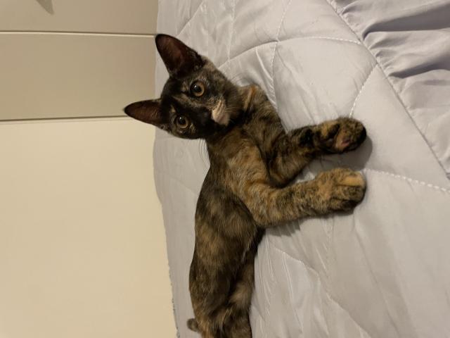 迷子猫No.0978の写真