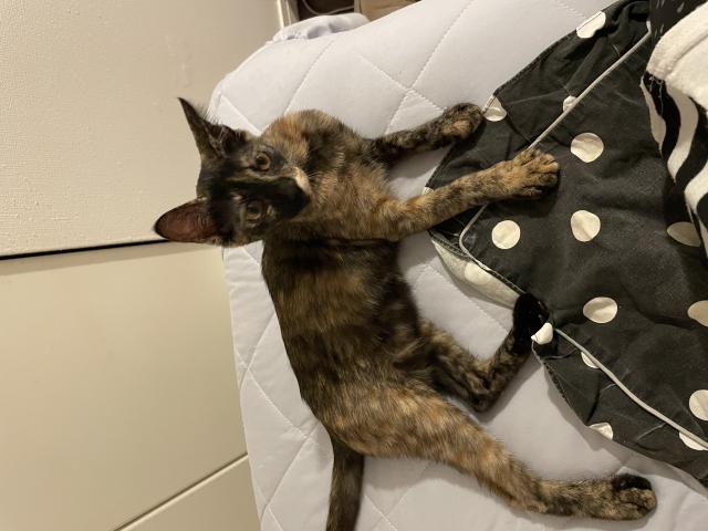 迷子猫の写真2