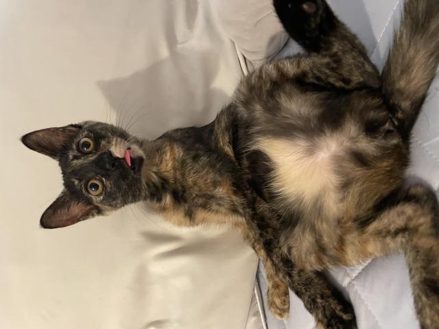 迷子猫の写真3