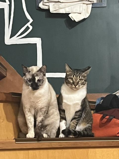 迷子猫の写真2