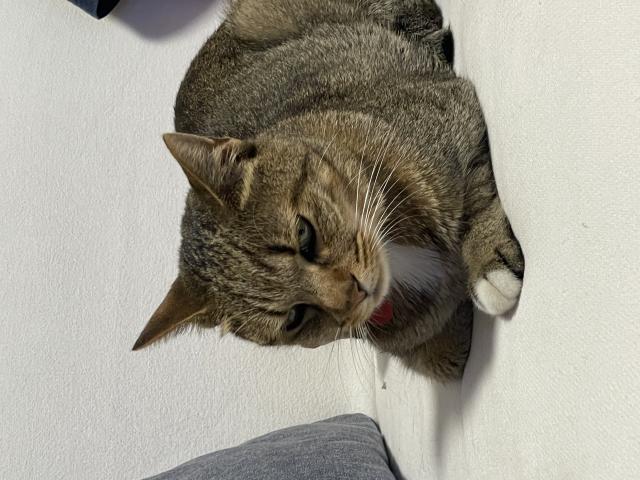 迷子猫No.2009の写真