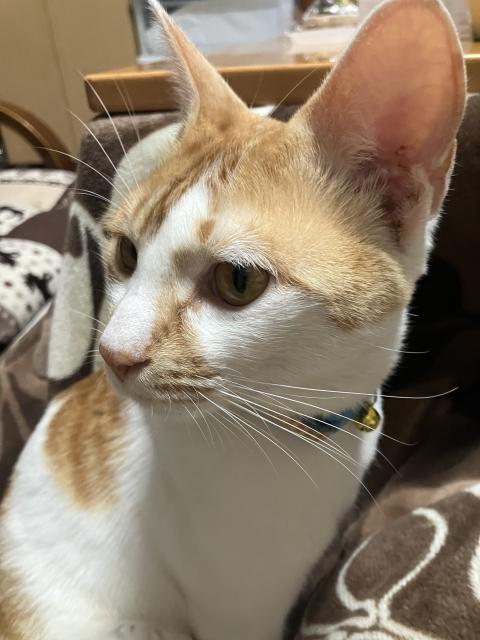 迷子猫No.2023の写真