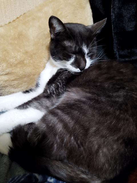 迷子猫の写真1