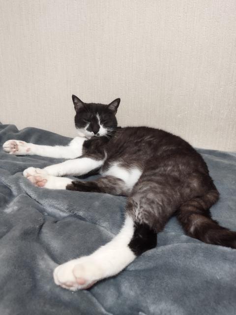 迷子猫の写真2
