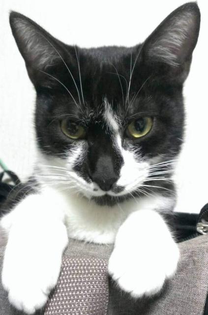 迷子猫の写真3