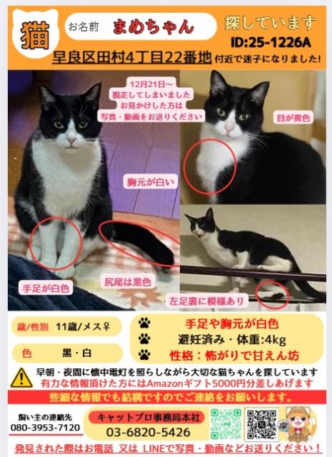 迷子猫No.2048の写真