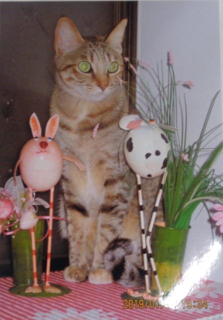 個人間譲渡猫No.0180の写真