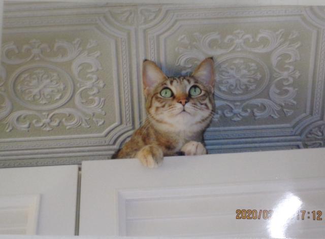 個人間譲渡猫の写真2