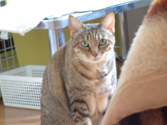 個人間譲渡猫の写真3