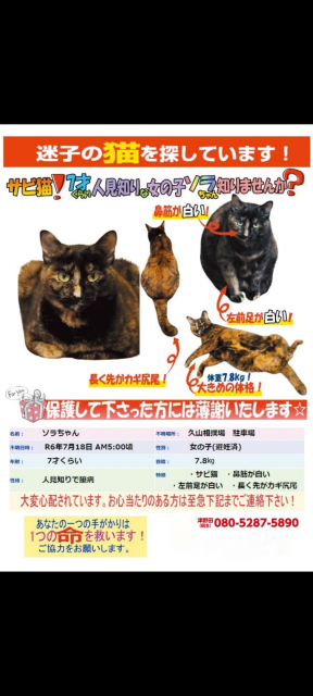 迷子猫No.1955の写真