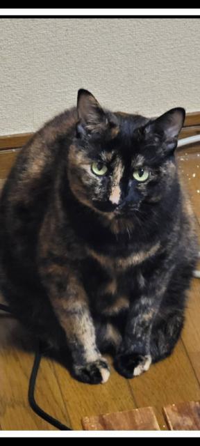 迷子猫の写真2