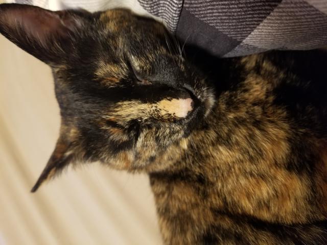 迷子猫の写真3