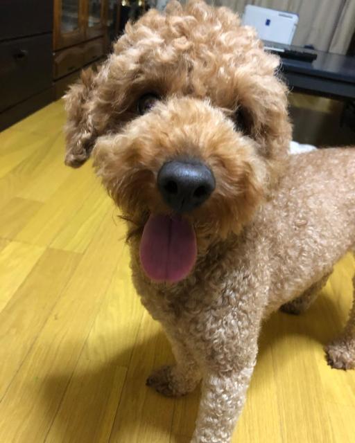 迷子犬No.2012の写真