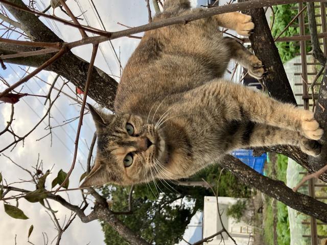 迷子猫No.2014の写真