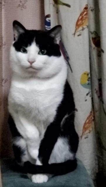 迷子猫No.0823の写真