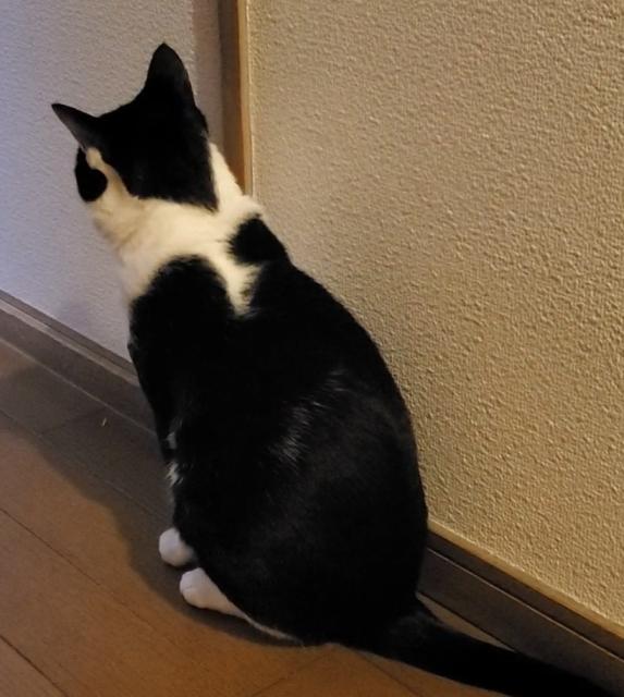 迷子猫の写真2