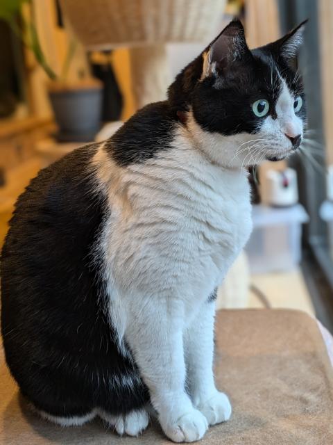 迷子猫の写真2