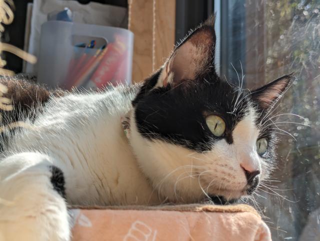 迷子猫の写真3