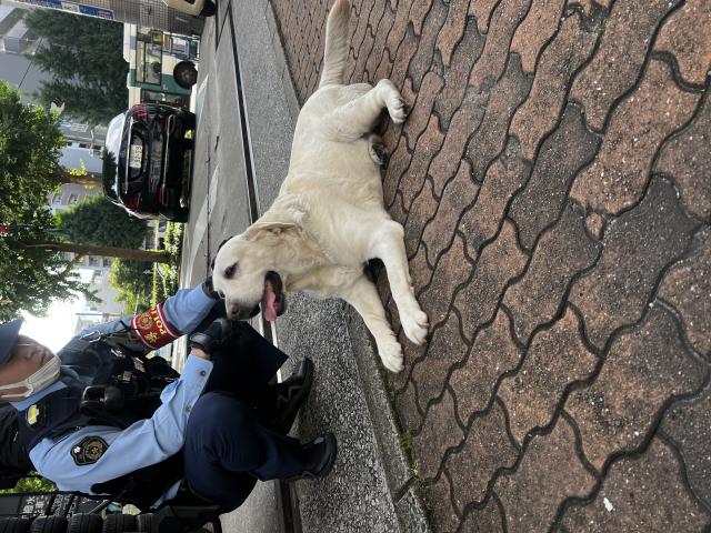 保護犬No.0354の写真