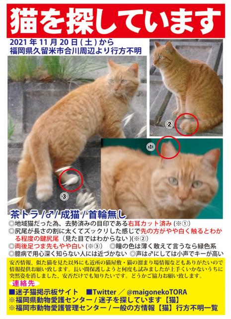 迷子猫No.2100の写真