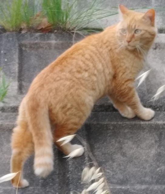迷子猫の写真2