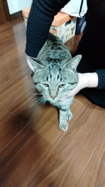 迷子猫の写真1