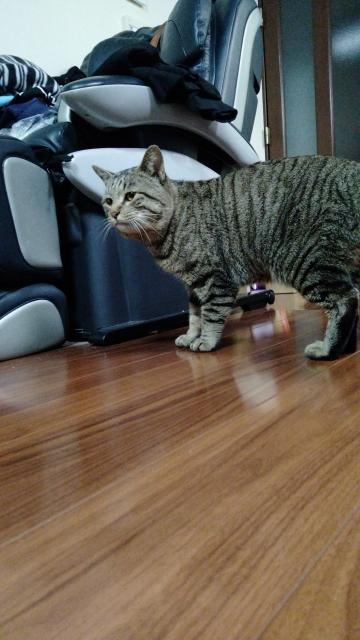迷子猫の写真2