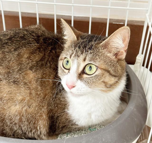 保護猫No.0166の写真