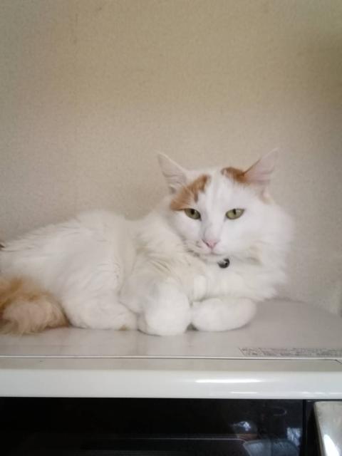 迷子猫No.0886の写真