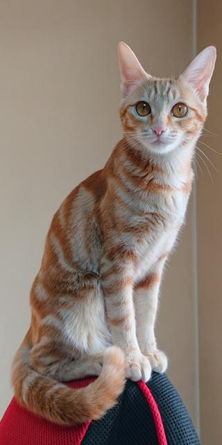 迷子猫No.2043の写真