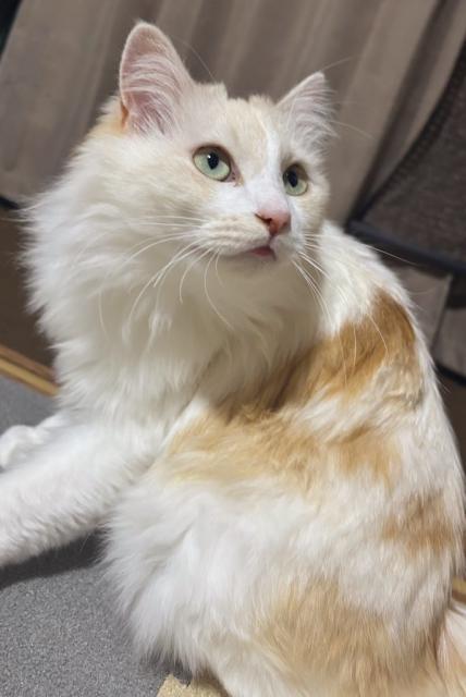迷子猫No.1778の写真