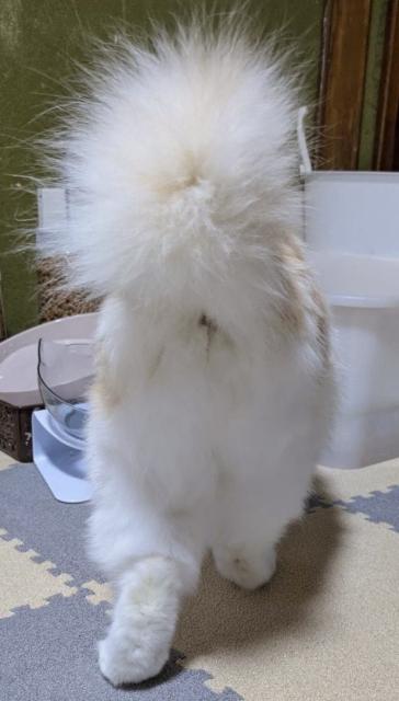 迷子猫の写真2