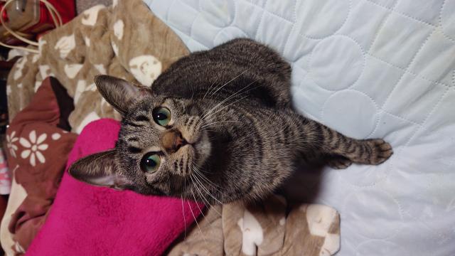 迷子猫No.1796の写真