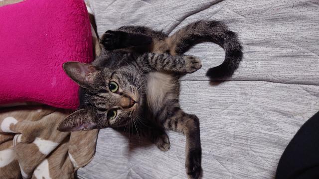 迷子猫の写真2