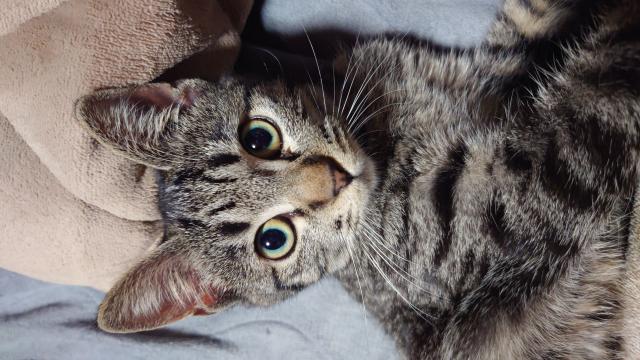 迷子猫の写真3