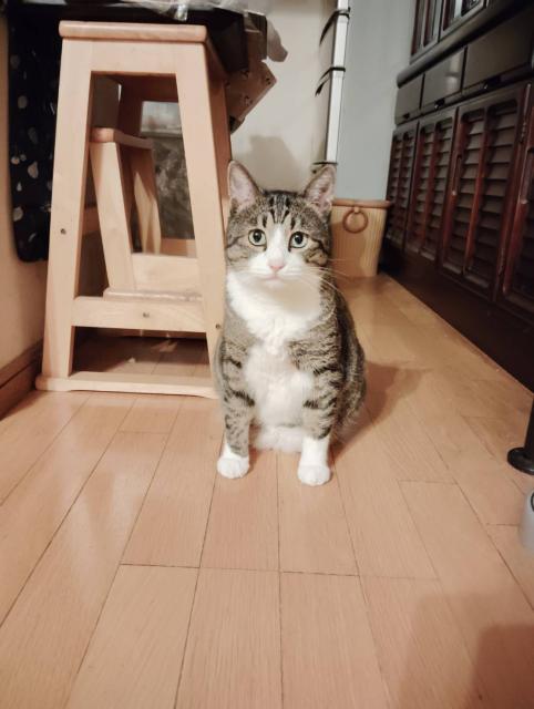 迷子猫No.2088の写真