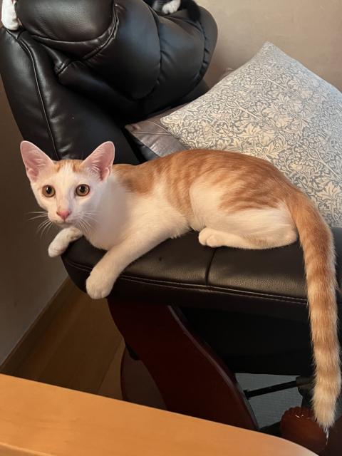 迷子猫の写真1