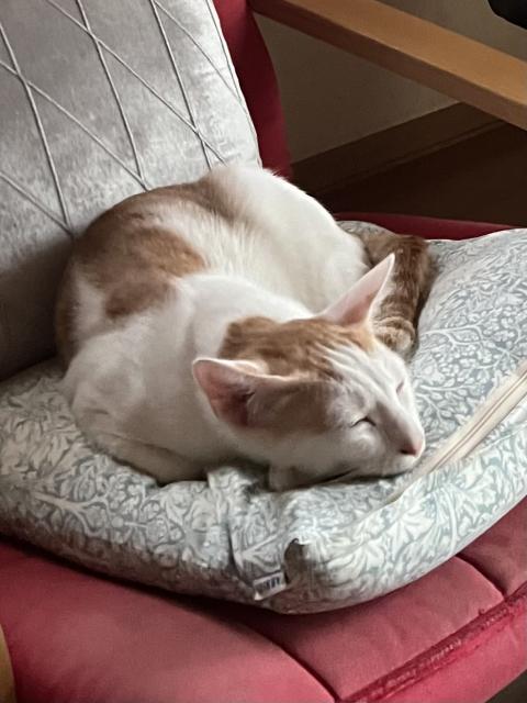 迷子猫の写真2