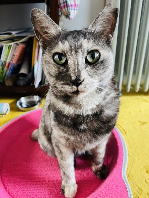 保護猫の写真1