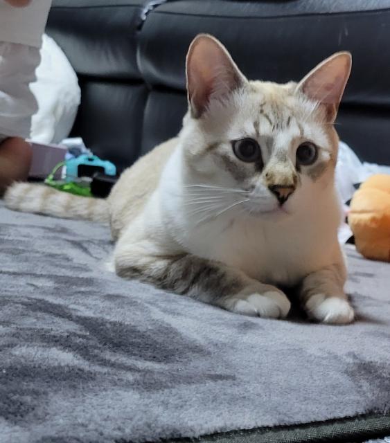 迷子猫の写真2