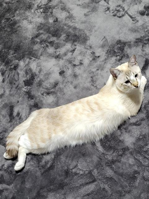 迷子猫の写真3