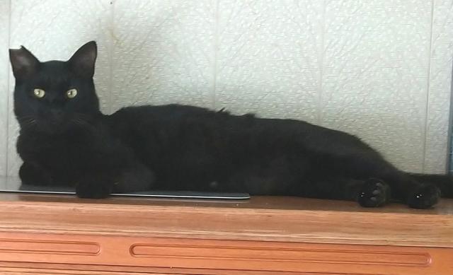 迷子猫の写真1