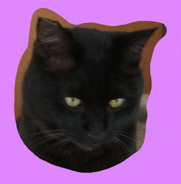 迷子猫の写真2