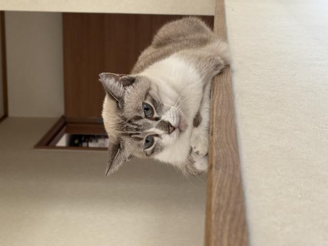 迷子猫No.1978の写真