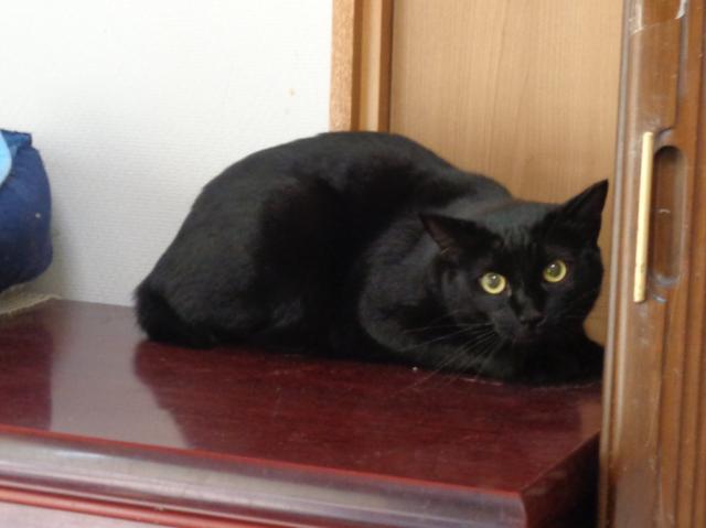 個人間譲渡猫No.0182の写真